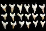 Lot - to Otodus Shark Teeth (Restored) - ~ Pcs #138179-1